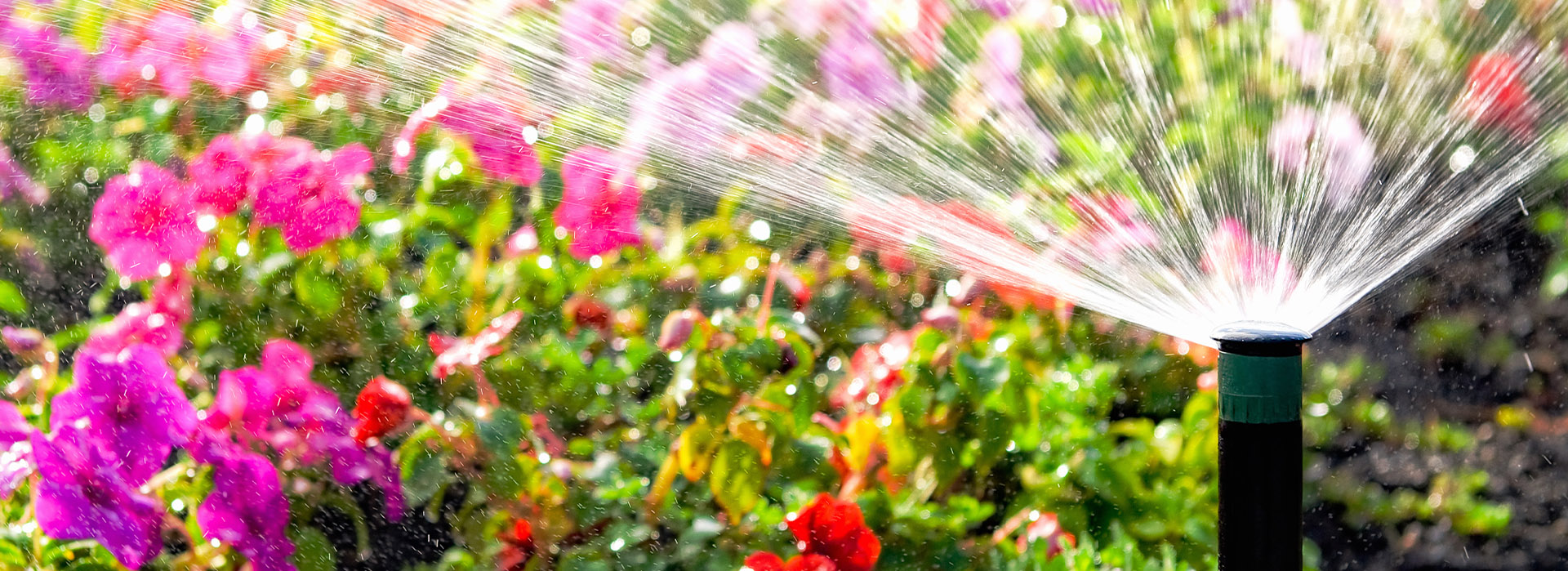 Watering landscape