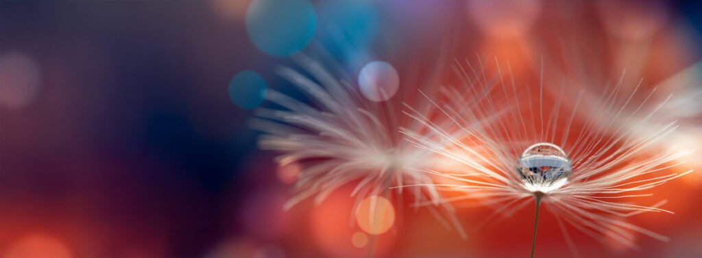 Decorative graphic of water on a flower