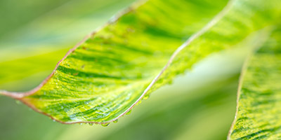 A leaf