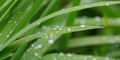 close-up of water droplets on green blades of grass