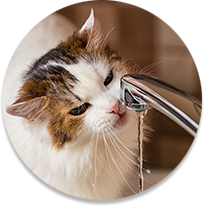 Cat drinking water from faucet