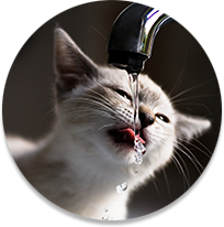 Cat drinking from water fountain