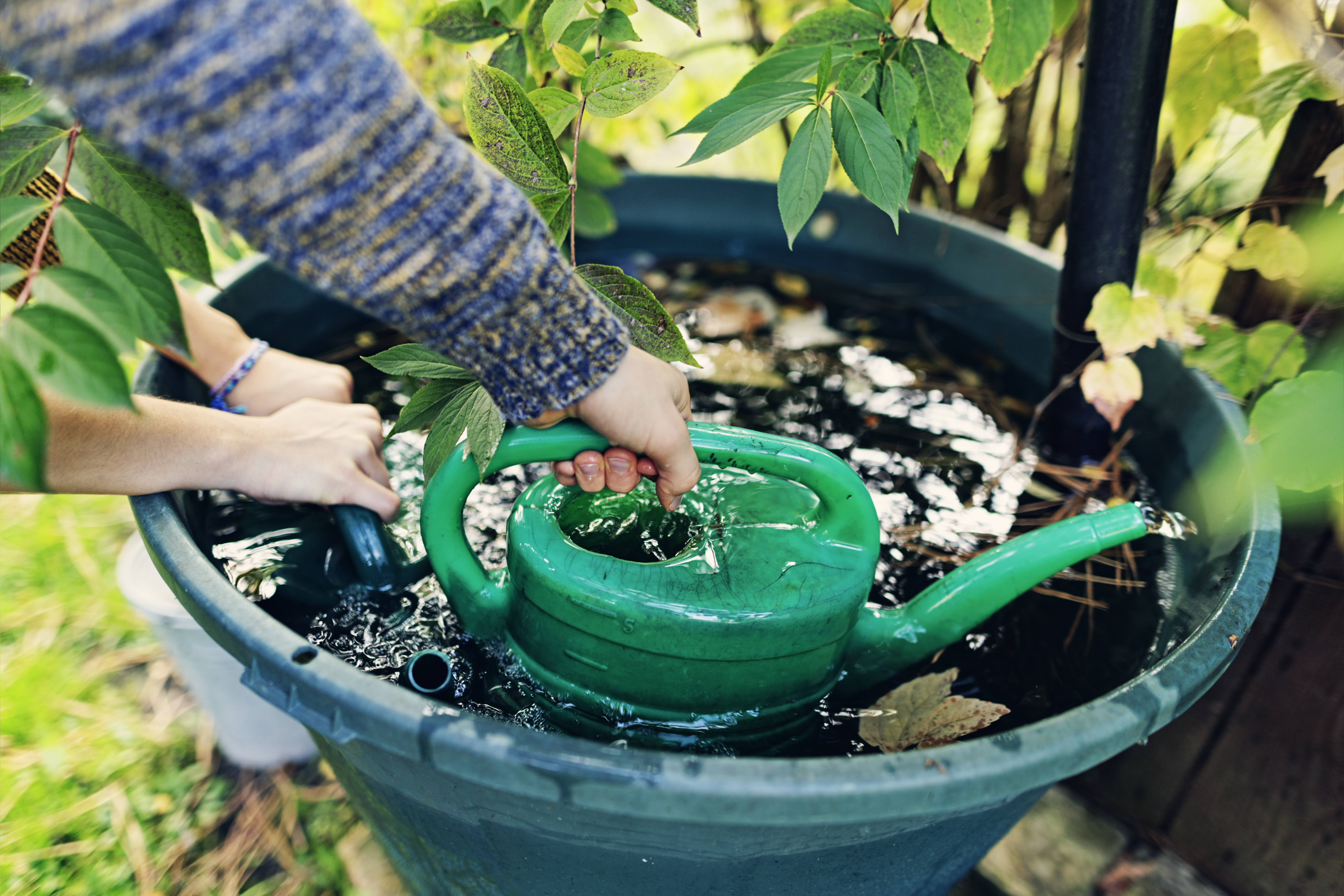 Watering can being filled