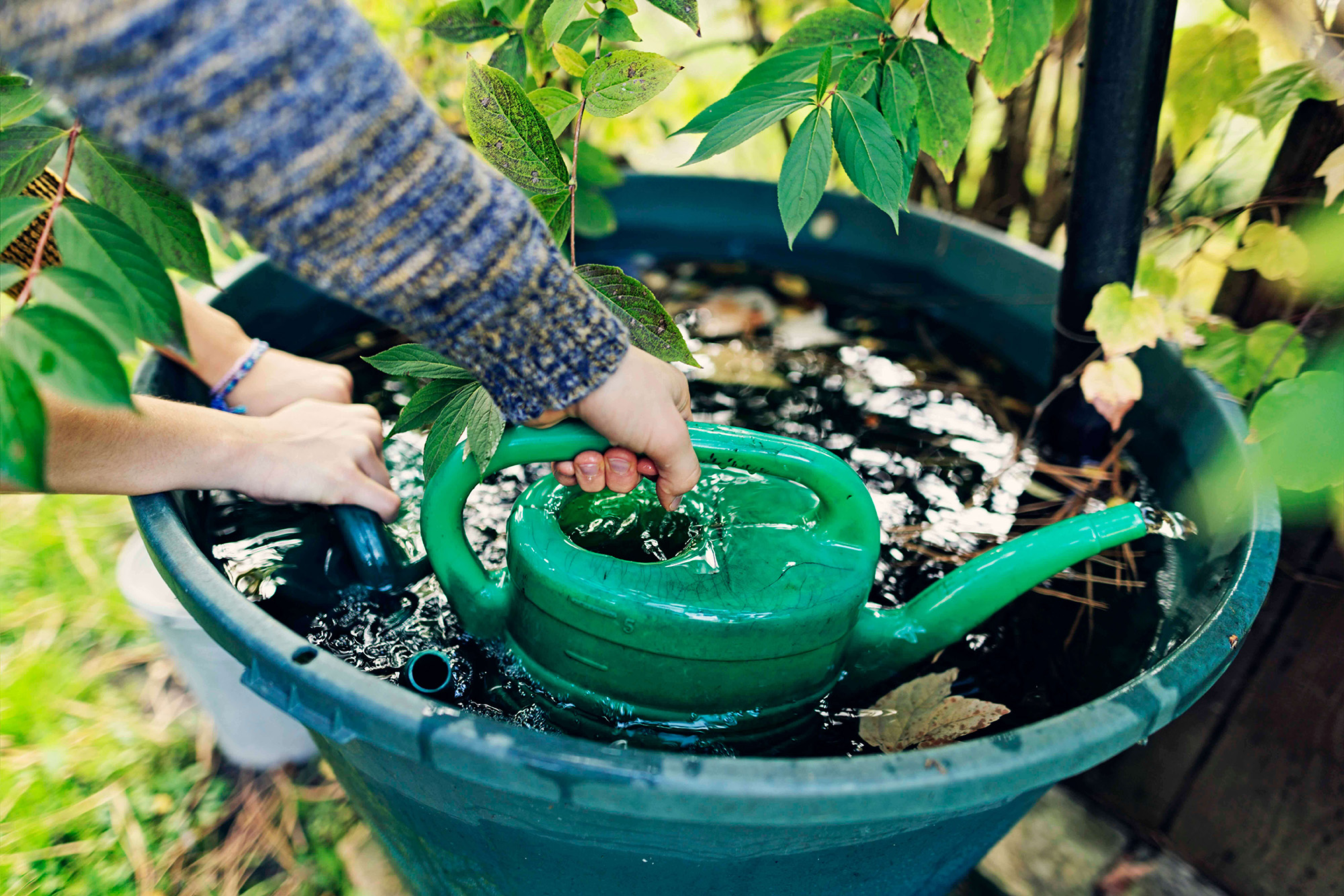 GettyImages-1436750833 10.28.52 AM Filling up a watering can
