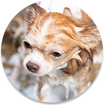 Small dog wet and covered in soap